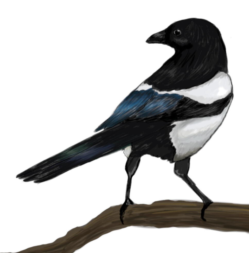 Magpie