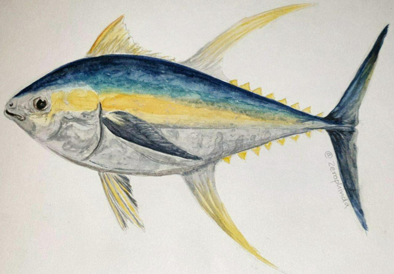 A almost photorealistic colourful watercolour rendering of a yellowfin tuna, with a blue topside and a silver yellow lower side.